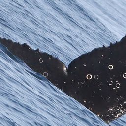 Fluke of CRC-20393