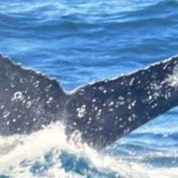 Fluke of HW-MN0523185