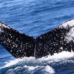 Fluke of HW-MN0802145