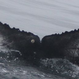 Fluke of CRC-20277