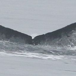 Fluke of CRC-20278