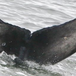 Fluke of 2021-2022 calf of JoJo
