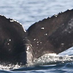 Fluke of CRC-20318