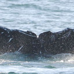 Fluke of CRC-20316