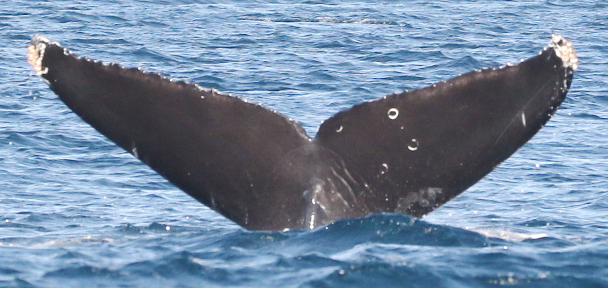 Fluke of CRC-20314