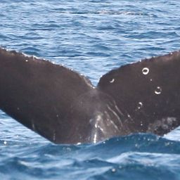 Fluke of CRC-20314