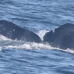 Fluke of CRC-20271