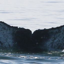 Fluke of CRC-20265