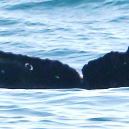 Fluke of CRC-20303