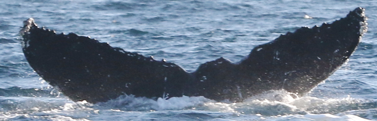 Fluke of CRC-20304