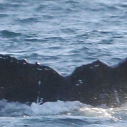 Fluke of CRC-20304