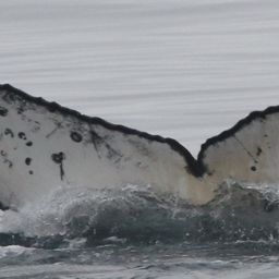 Fluke of CRC-20253