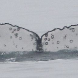 Fluke of CRC-20254
