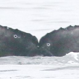 Fluke of CRC-20292
