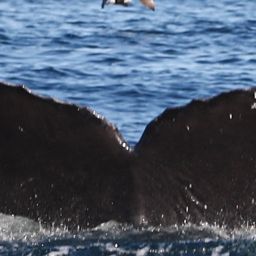 Fluke of CRC-20321