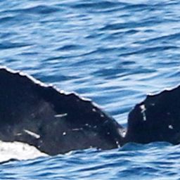 Fluke of CRC-20404