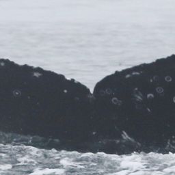 Fluke of CRC-20283