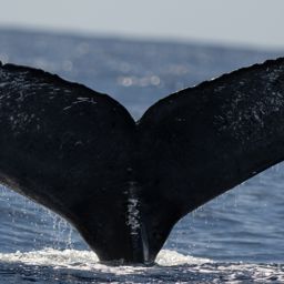 Fluke of HW-MN0443865