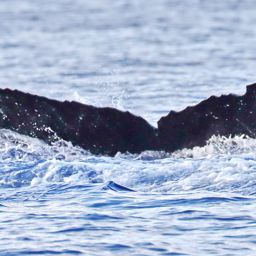 Fluke of PWF-NP_6451