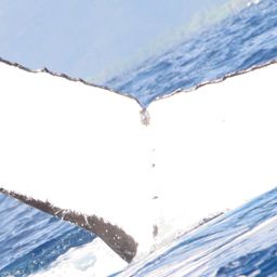 Fluke of Signature
