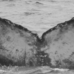 Fluke of CRC-15651