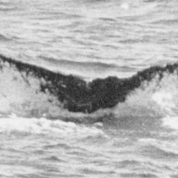 Fluke of NA-2696