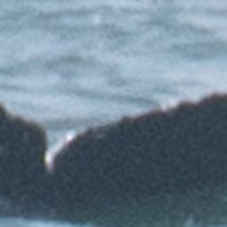 Fluke of 2021-2022 calf of CRC-17754