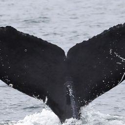 Fluke of 2021-2022 calf of CRC-19047