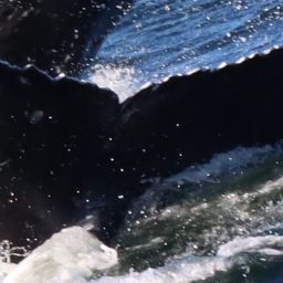 Fluke of 2022 calf of Kappa