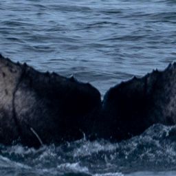 Fluke of 2022 calf of T'Souke