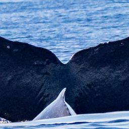 Fluke of HW-MN0443878