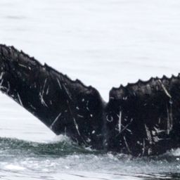 Fluke of Luna  2