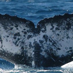 Fluke of PWF-SP_8413
