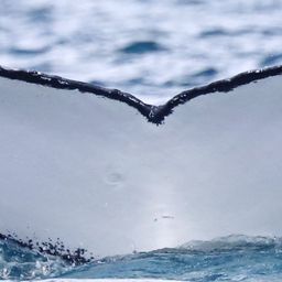 Fluke of PWF-SP_8398