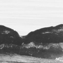 Fluke of CRC-15901