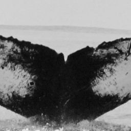 Fluke of CRC-15615