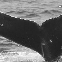 Fluke of CRC-15778