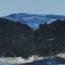 Fluke of Rimouski