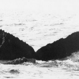 Fluke of NA-3384