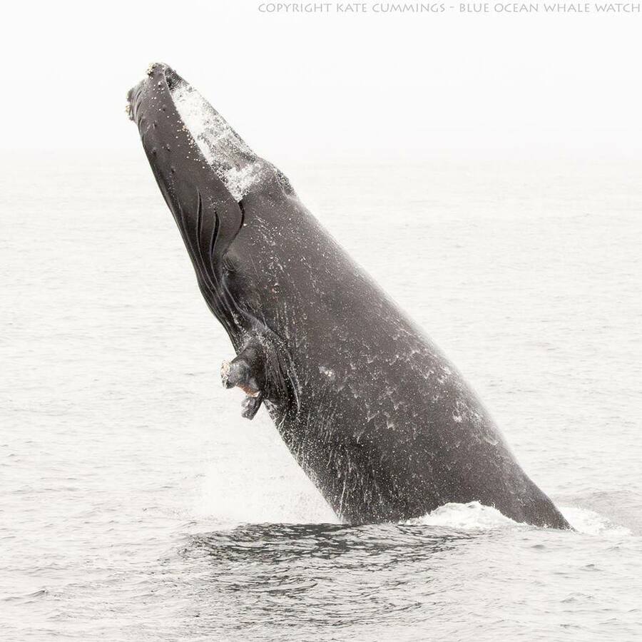 Fluke of Lefty (California)
