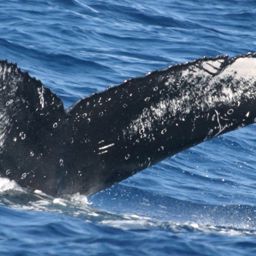 Fluke of NA-3532