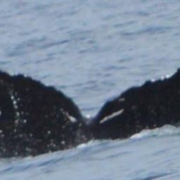 Fluke of CRC-11622