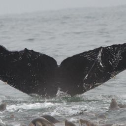 Fluke of Wings
