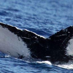 Fluke of HW-MN0443890