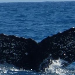 Fluke of Olivine