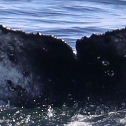 Fluke of CRC-21399