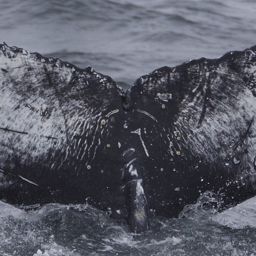 Fluke of Pacificaro GCNC