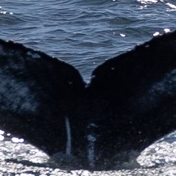 Fluke of CRC-21405