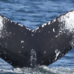 Fluke of CRC-21407