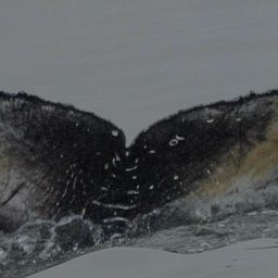 Fluke of CRC-21411
